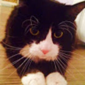 Meet your Posher, Josie